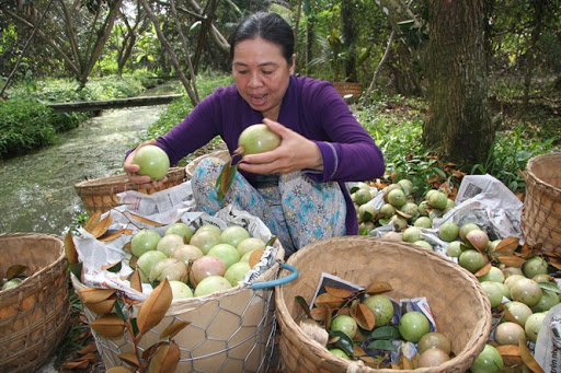 Kinh nghiệm xử lý ra hoa và bao trái vú sữa lò rèn Vĩnh Kim